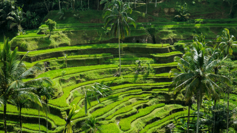 Bali Quad Bike - Highlight Ubud Tour