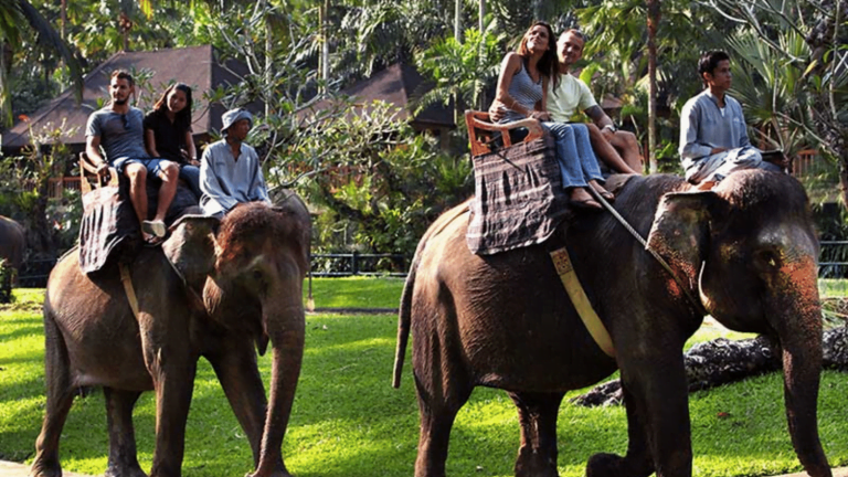 Jungle ATV Quad Bike - Elephant Ride Tour