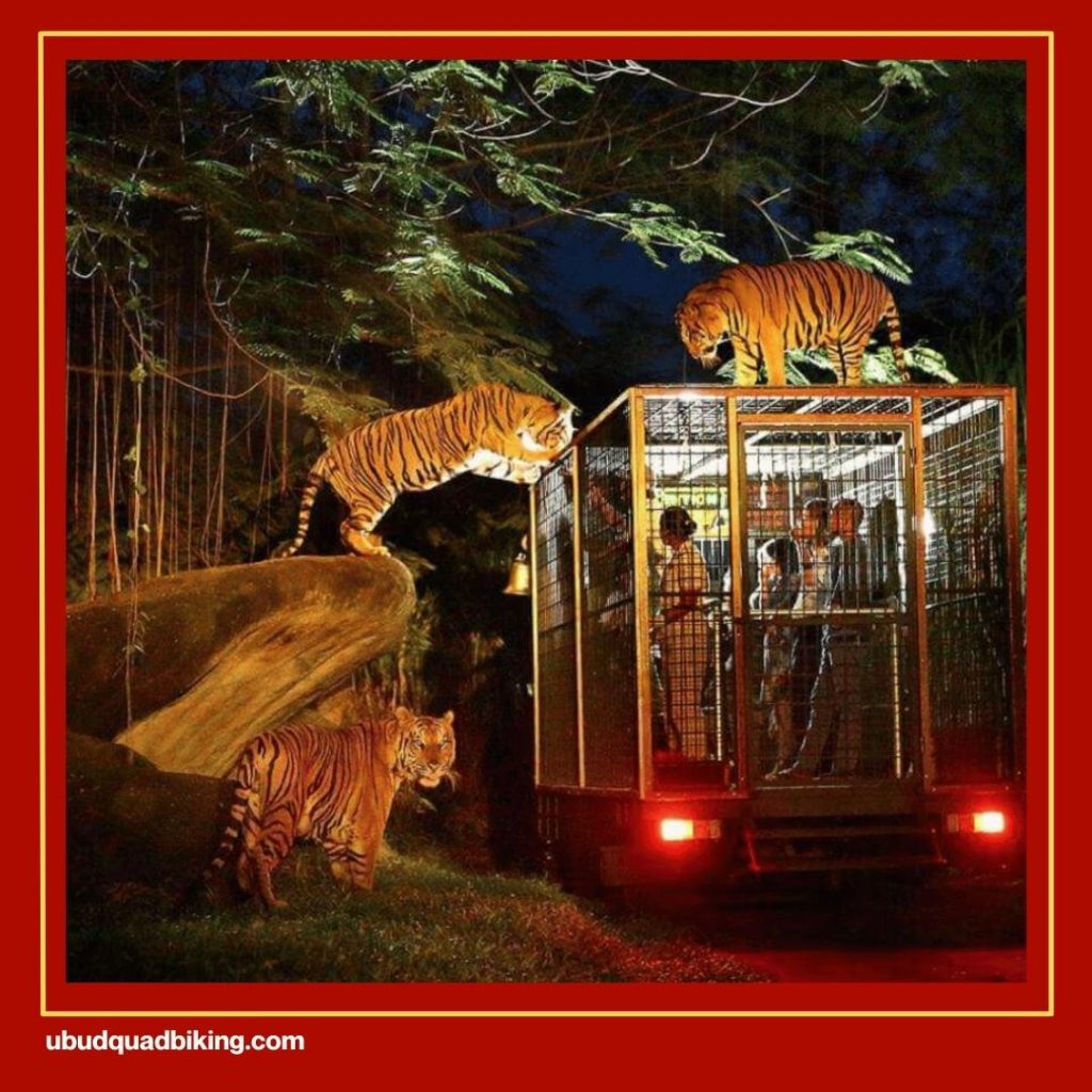 Night Safari Bali