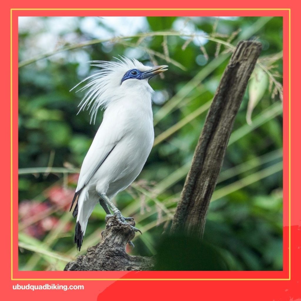 Bali Bird