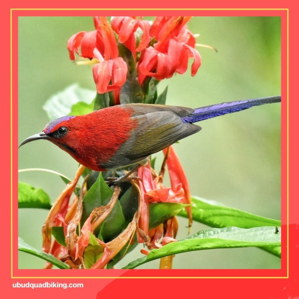 Bali Bird