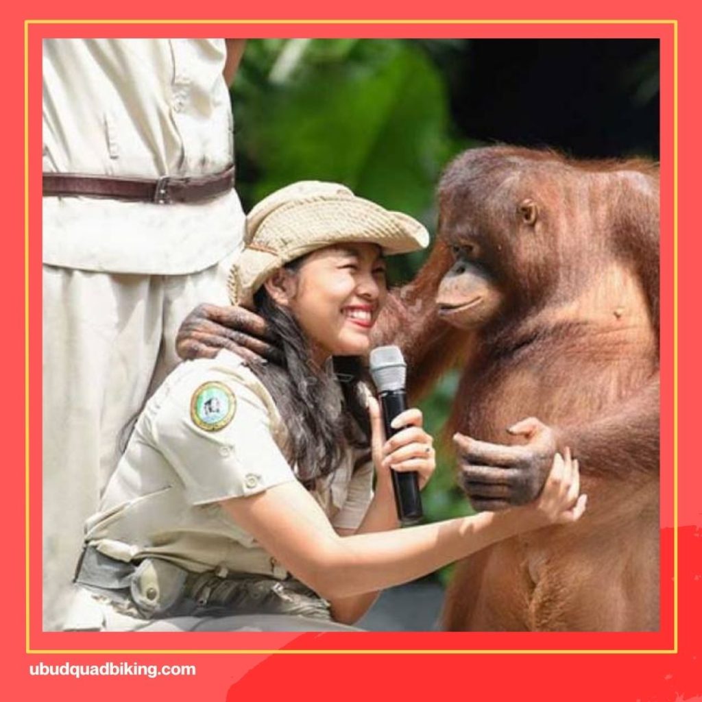 Orangutan Bali