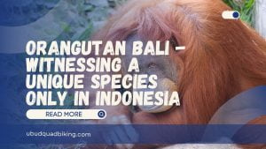 Orangutan Bali