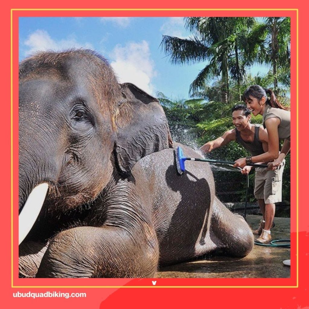 Elephant Riding in Bali