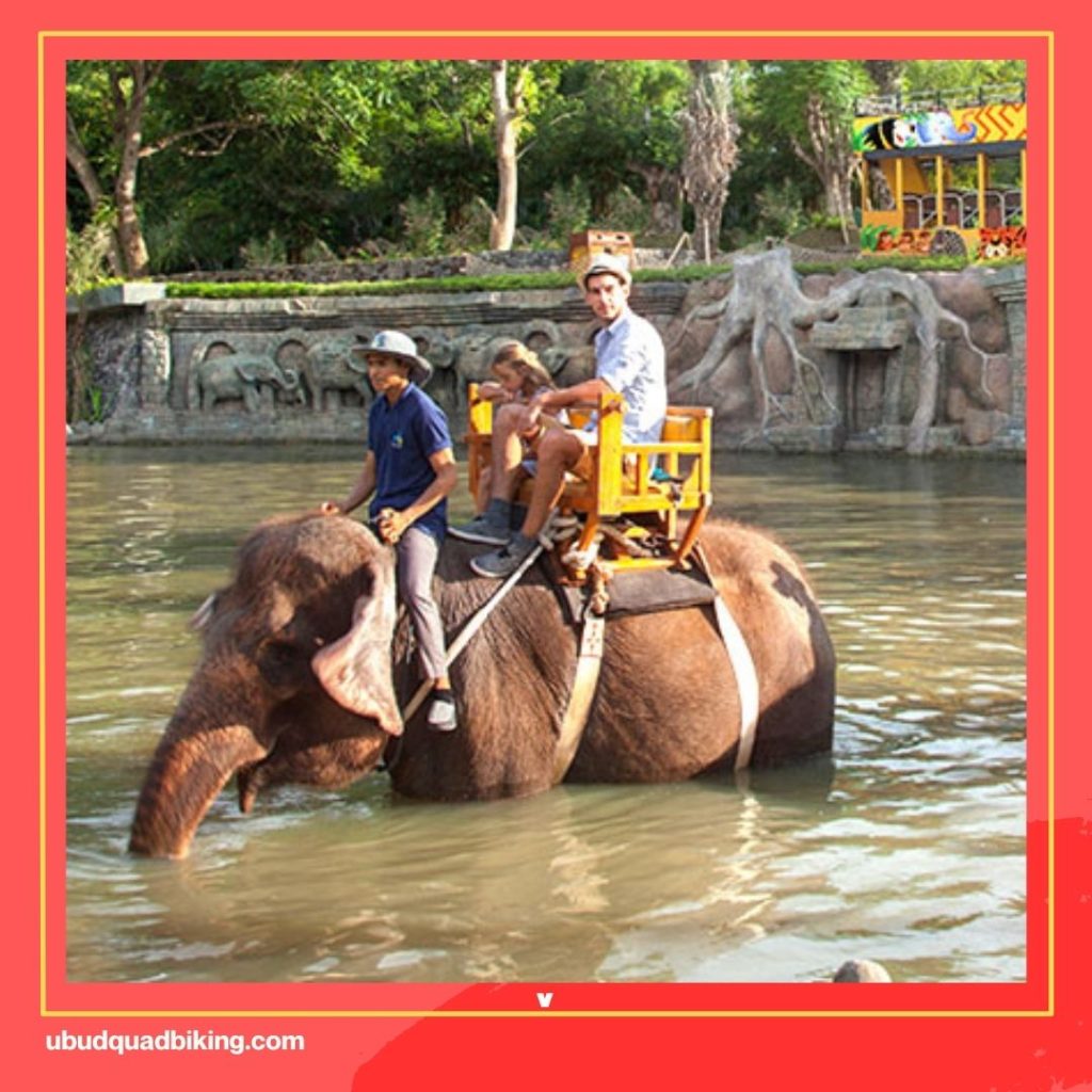 Elephant Riding in Bali