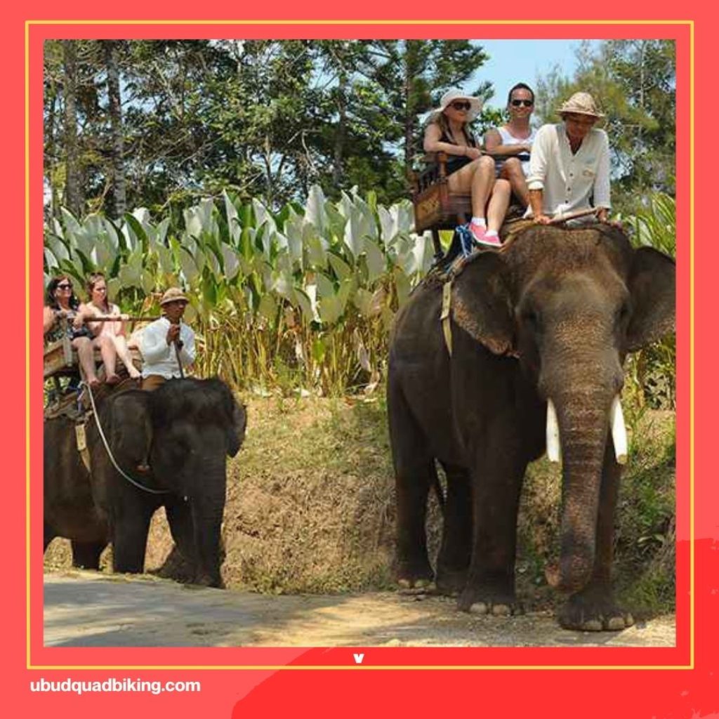 Elephant Riding in Bali