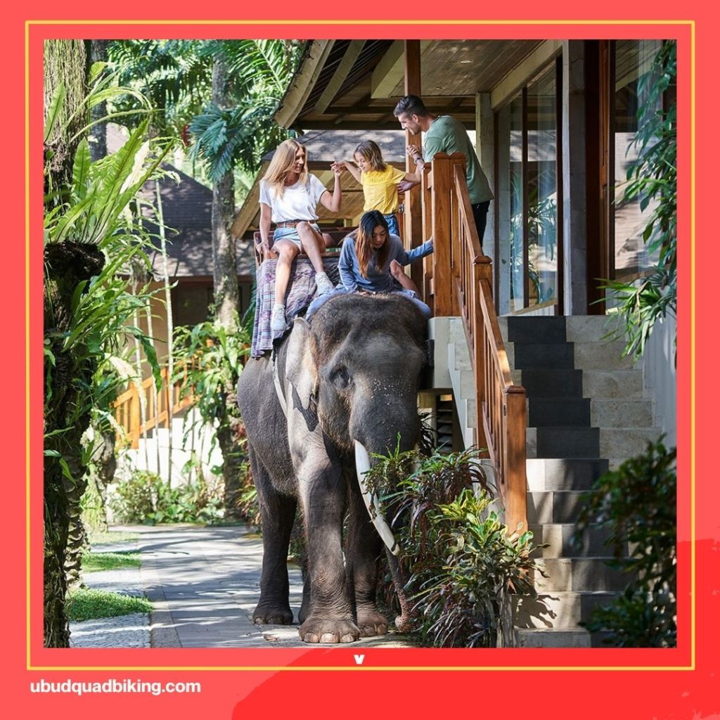 Elephant Safari Park Lodge Bali