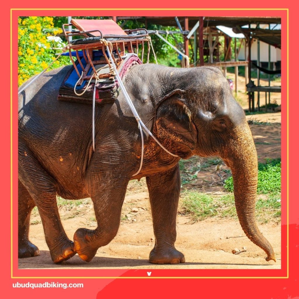 Elephant Tour in Bali