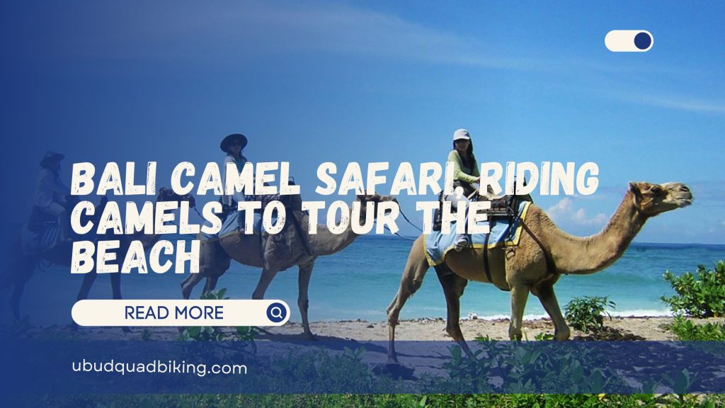 Bali Camel Tour