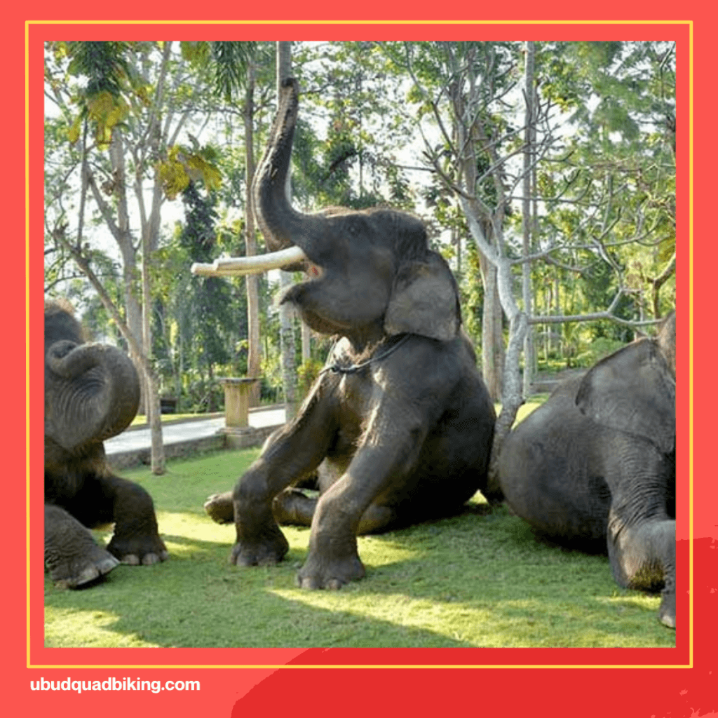 Bali Elephant Rides