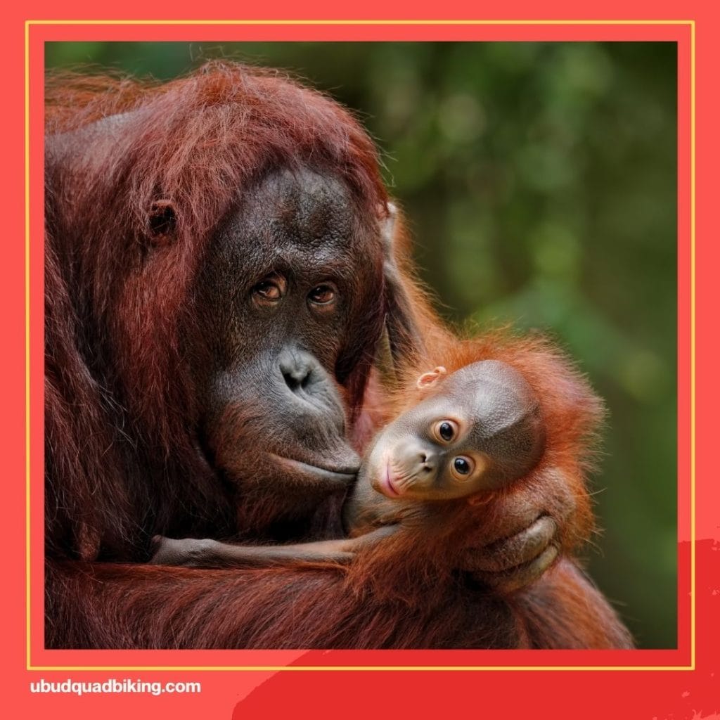 World of Orangutans at Bali Zoo Breakfast