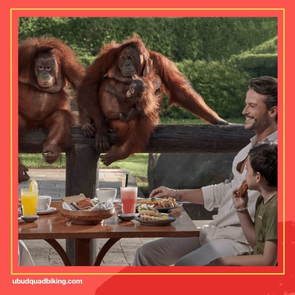 Breakfast with Orangutans