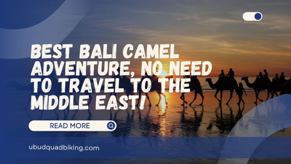 Bali Camel Adventure