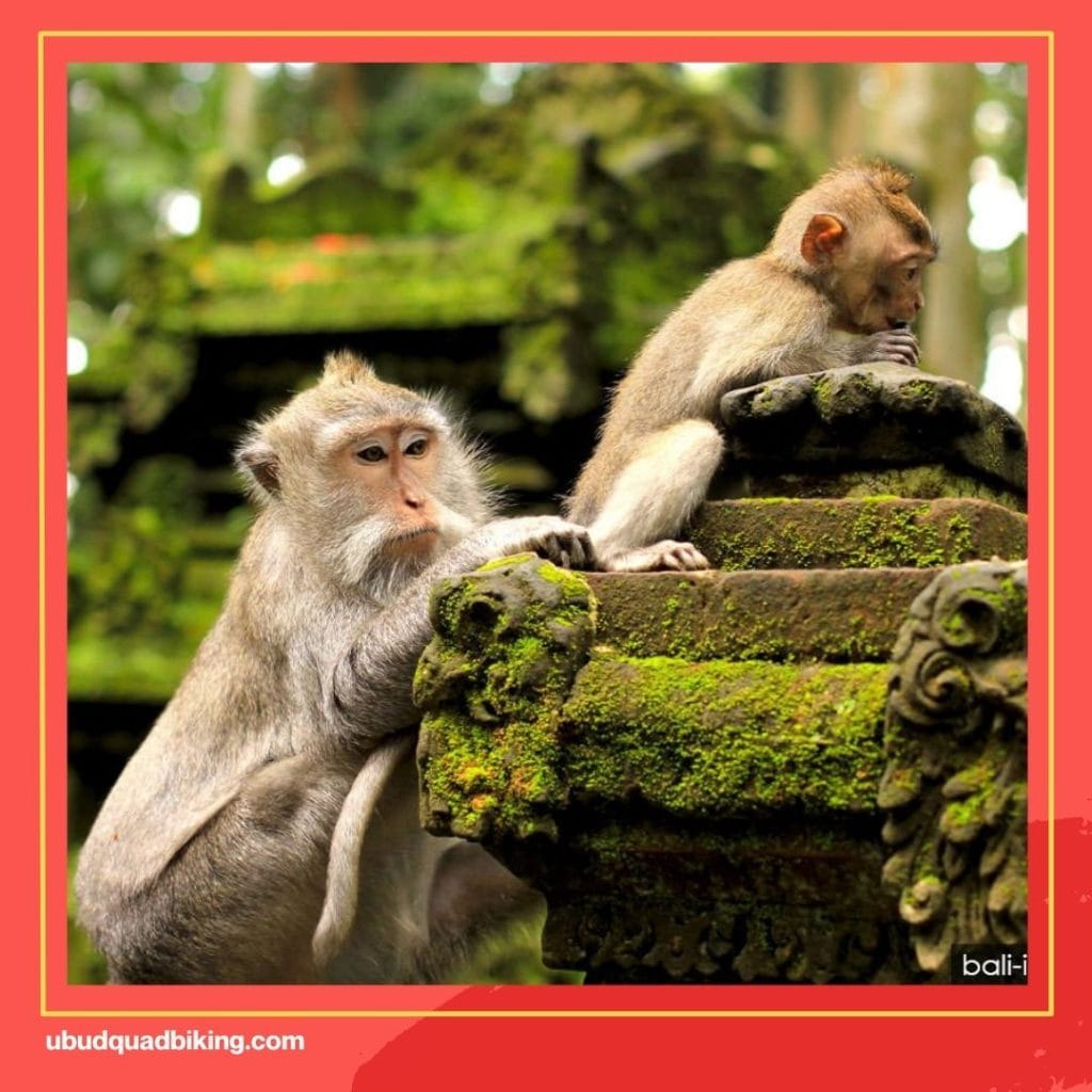 Temple Bali Monkey Forest