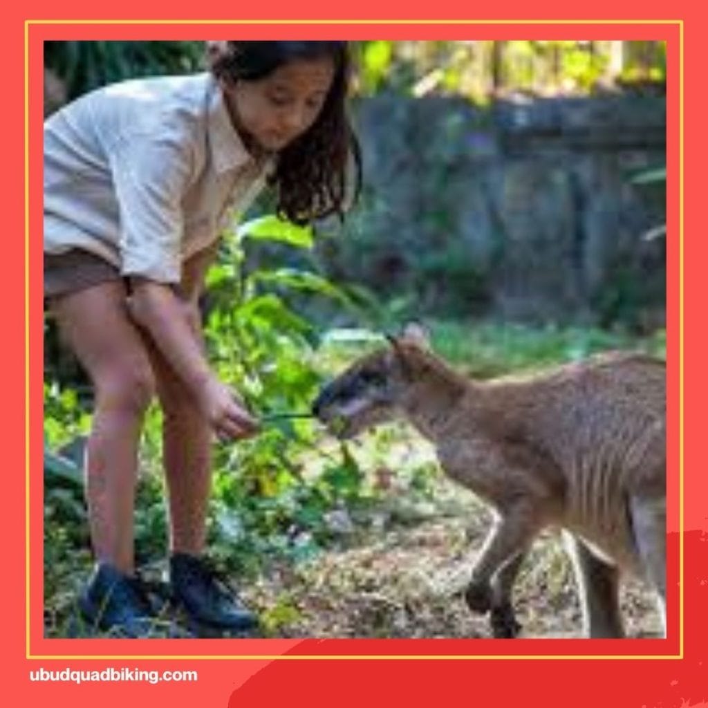 Bali Zoo or Bali Safari