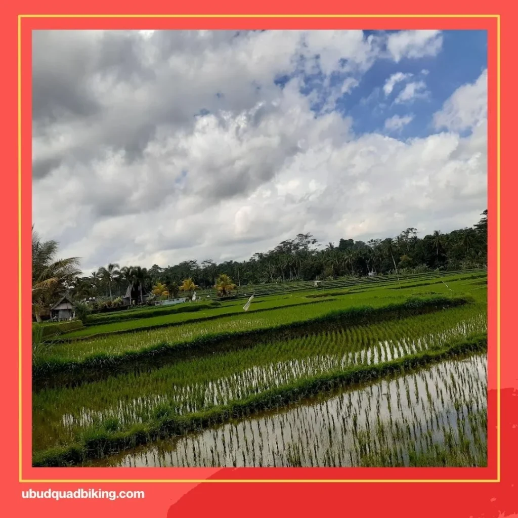 Bali Taro ATV Ride