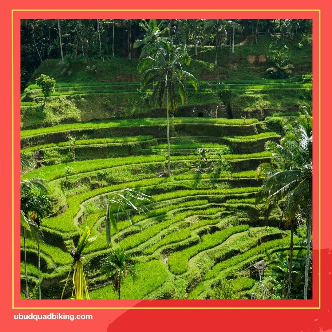 Bali ATV Quadbike Adventure Gianyar Regency, Bali