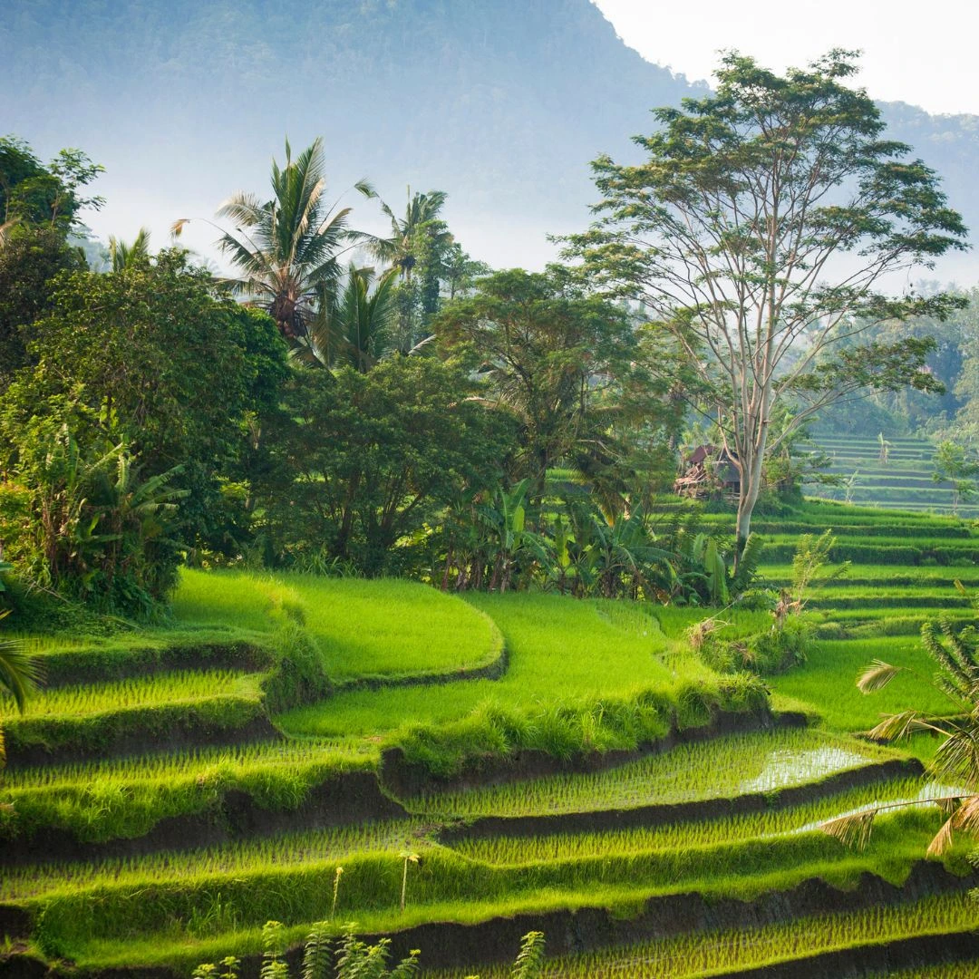 Bali ATV Ride and Ubud Tour