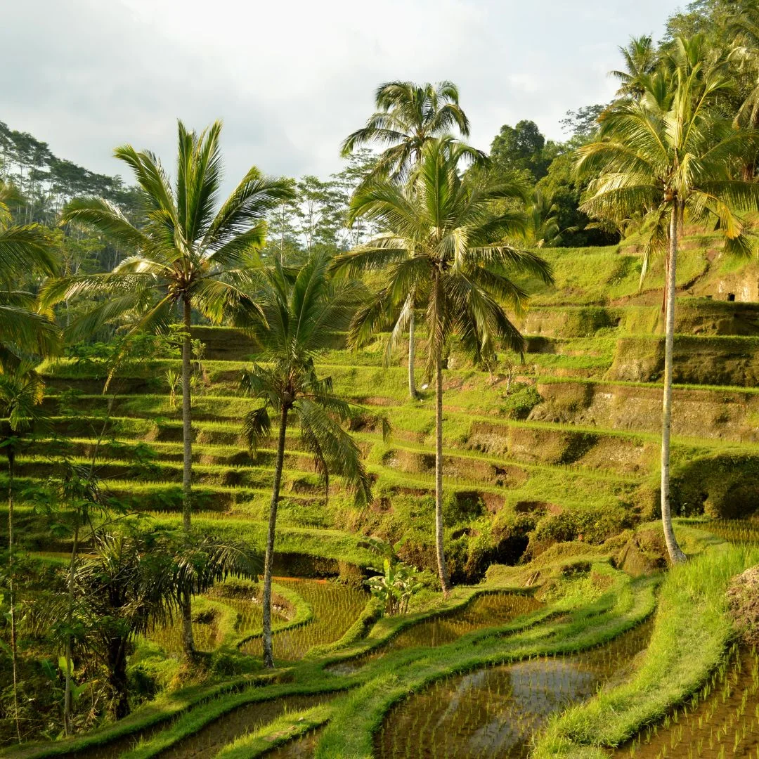 Bali ATV Ride - Quad Bike Adventure