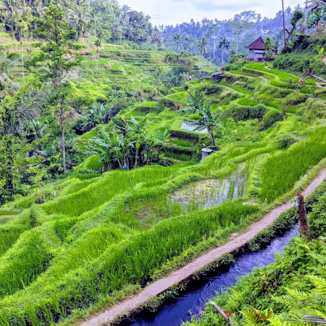 Quad ATV Bali Ubud