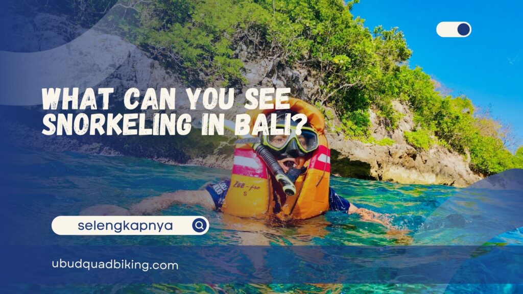 what can you see snorkeling in Bali