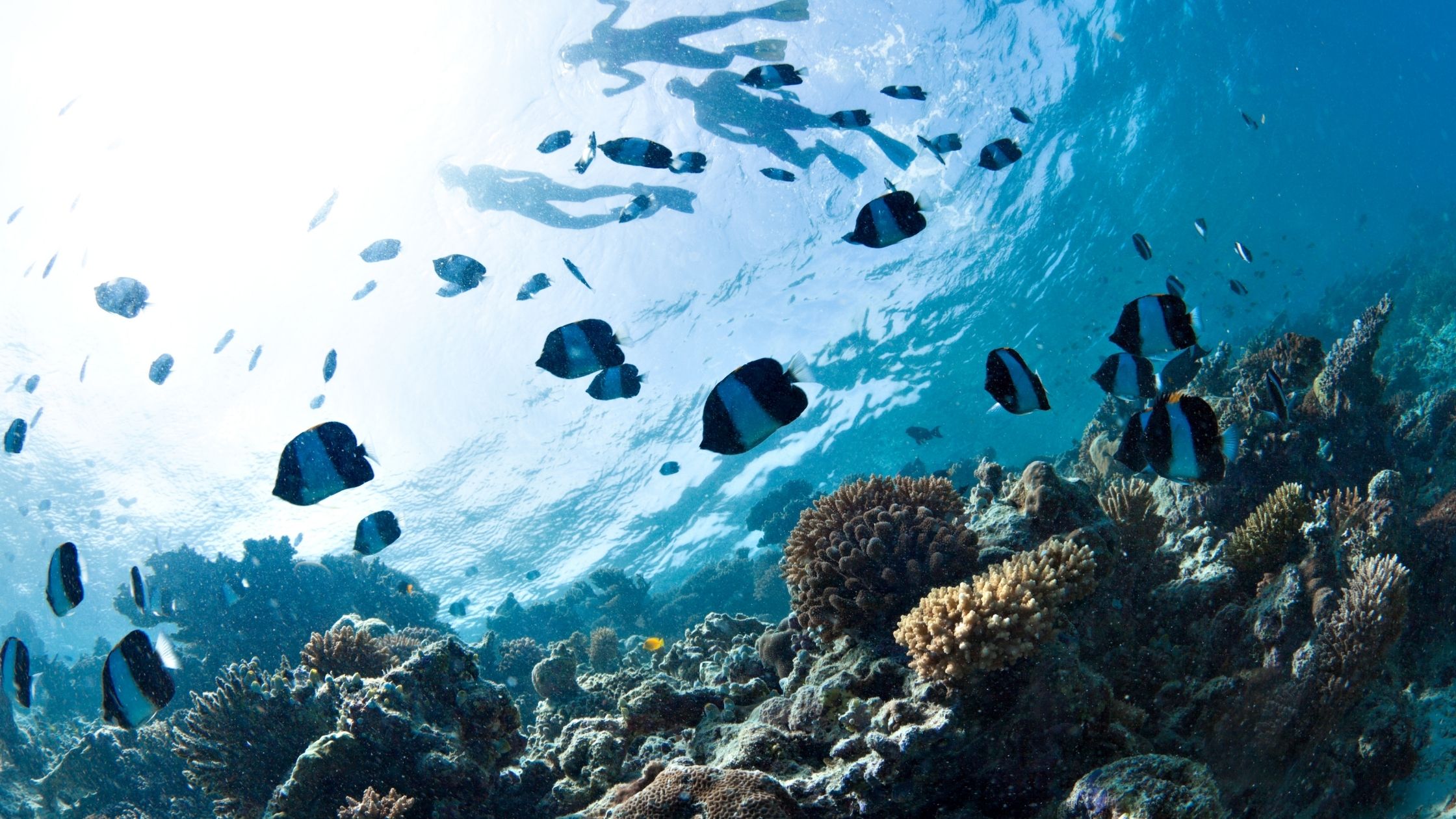 what can you see snorkeling in Bali