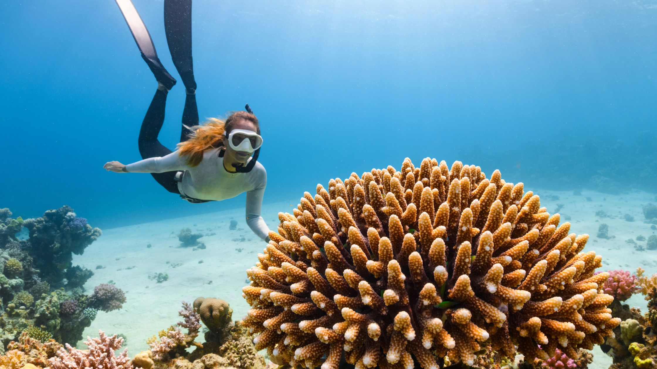 what can you see snorkeling in Bali