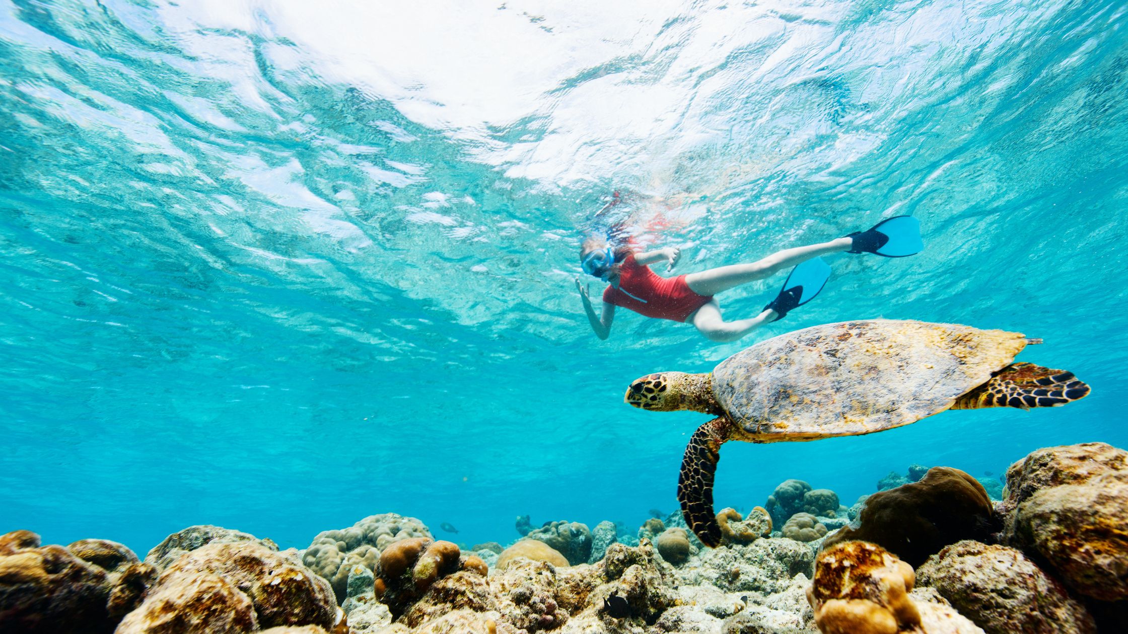 what can you see snorkeling in Bali