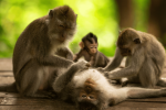 Ubud Monkey Forest Tour