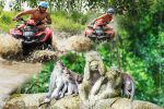 ubud quad bike and monkey forest